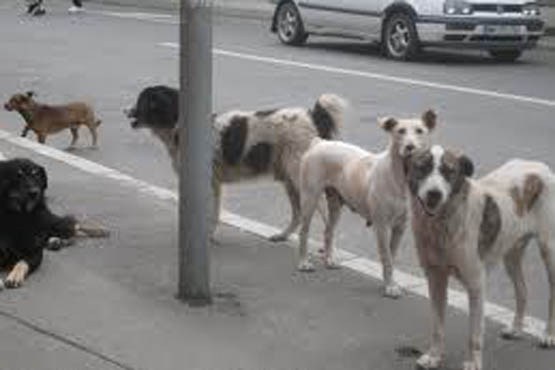 اتلاف سگ‌های ولگرد در شادگان با اسلحه ممنوع