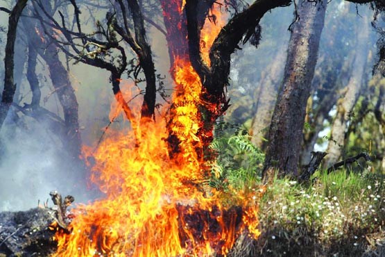 آتش‌ بی‌تدبیری انسان‌‌ها در جان جنگل