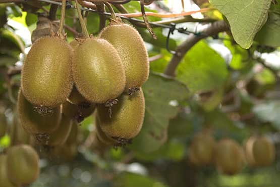 مبارزه با افسردگی و خستگی با مصرف کیوی