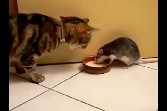 هم پیالگی موش و گربه