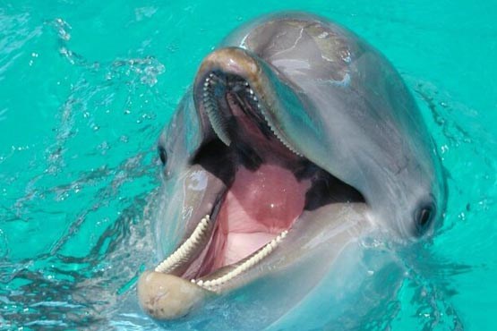 دلفین‌ها، پادشاه حافظه در قلمرو حیوانات