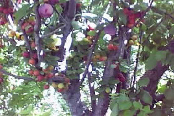 برداشت ۶۵ نوع میوه از یک درخت