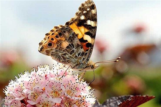 جهان از دریچه دوربین