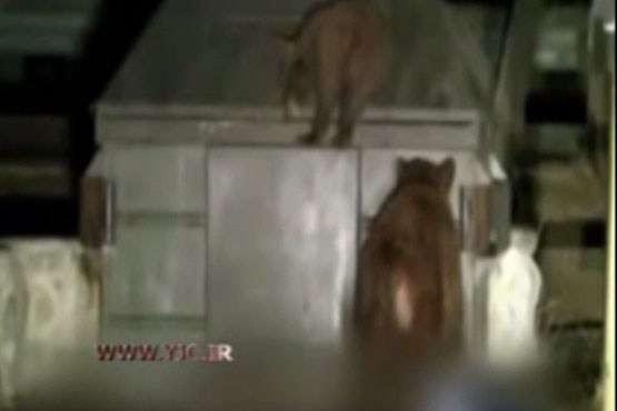 نجات بچه خرس توسط خرس‌ها