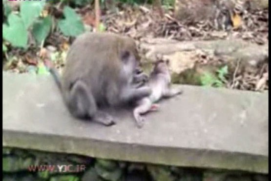 تمیز کردن بچه میمون توسط مادرش