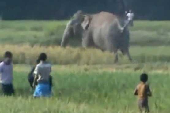 شکارچیان در زیمبابوه 80 فیل را کشتند