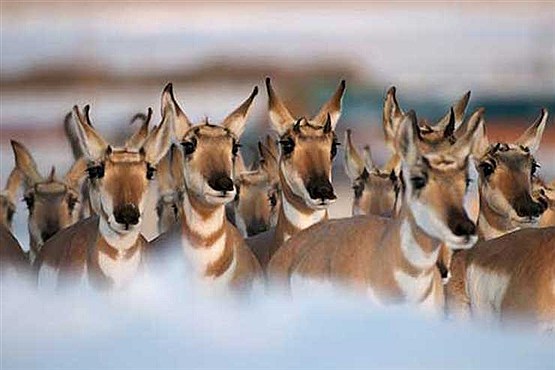 10عکس از حیات وحش