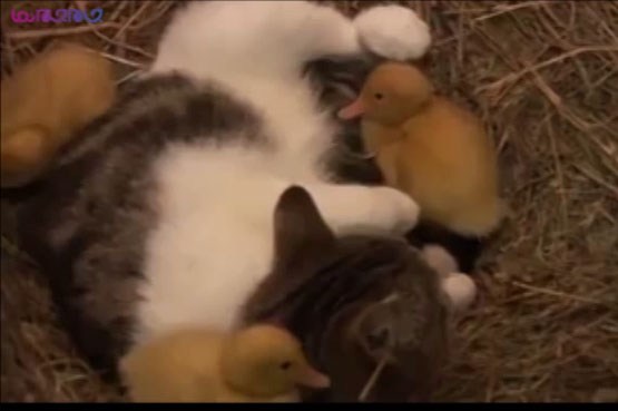 گربه، مادر خوانده جوجه اردک‌ها