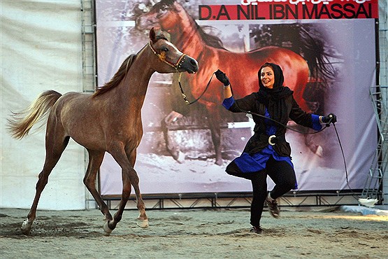 نخستین جشنواره زیبایی اسب اصیل‎