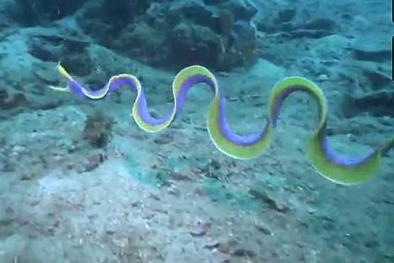 حیوان دریایی رنگارنگ