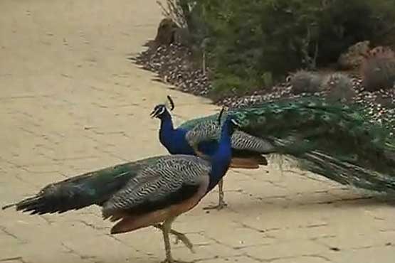 جنگ طاووس ها بر سر قلمرو