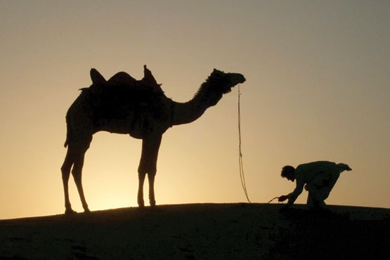 شترها هم سرما میخورند شترها هم سرما میخورند