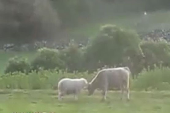 تدریس خصوصی گوسفند به گاو نر