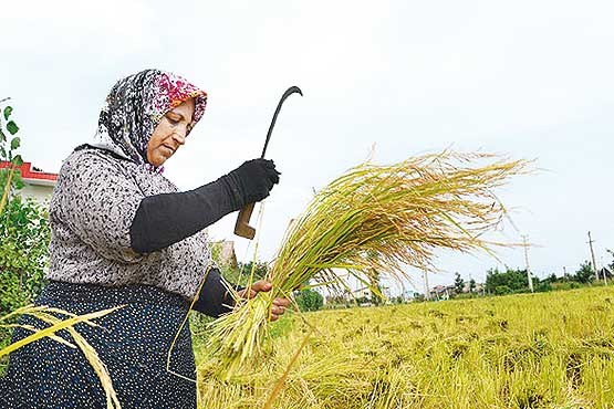 خرید 7 هزار تن برنج از کشاورزان مازندرانی