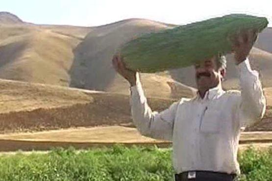 خیار خانواده!