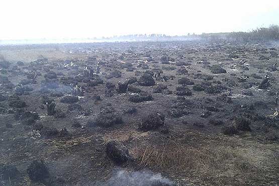 آتش سوزی در 5 هکتار از اراضی پناهگاه حیات وحش میانکاله