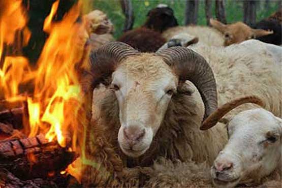 سوختن 60 راس گوسفند در آتش