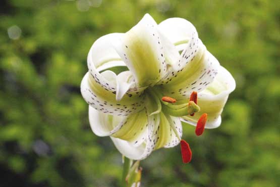 به تماشای طبیعت برویم به تماشای طبیعت برویم