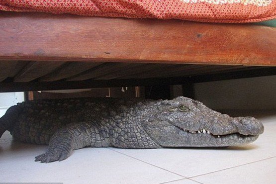 هیولایی زیر تختخواب