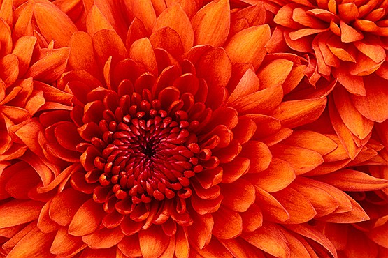 شایعه‌ای که فعلا تکذیب شد؟