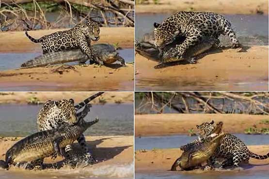حمله مرگبار جگوار به تمساح