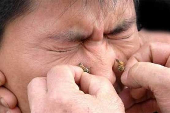 41 کشته بر اثر نیش زنبورهای قرمز در چین