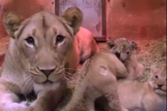 تولد توله شیرها در باغ وحش وودلند