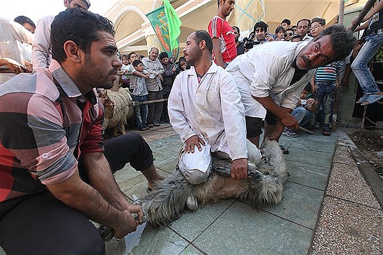 ذبح دام به مناسبت عیدسعید قربان در بوشهر