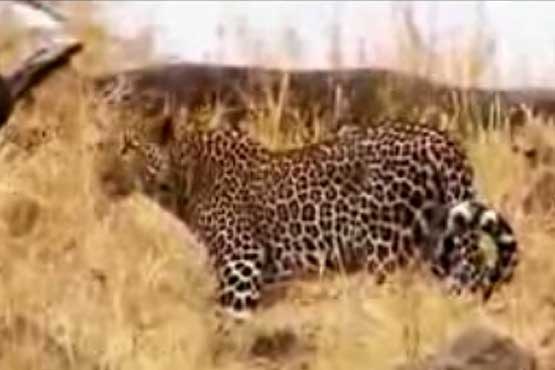 برترین عکسهای حیات وحش در سال ۲۰۱۳ برترین عکسهای حیات وحش در سال ۲۰۱۳
