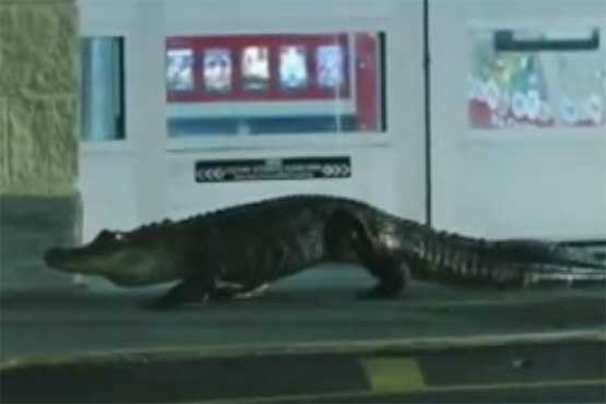 تمساح ، مهمان ناخوانده سوپرمارکت