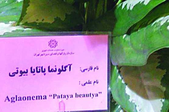 هر گلی، علت و عیبی دارد