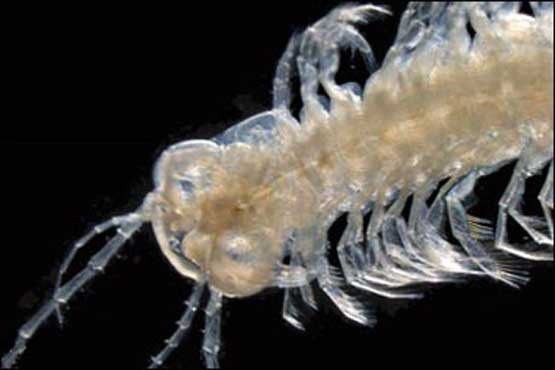 کشف نخستین سخت پوست سمی