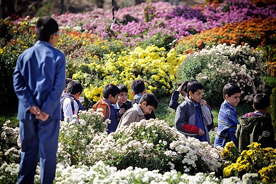 جشنواره گل های داوودی در مشهد