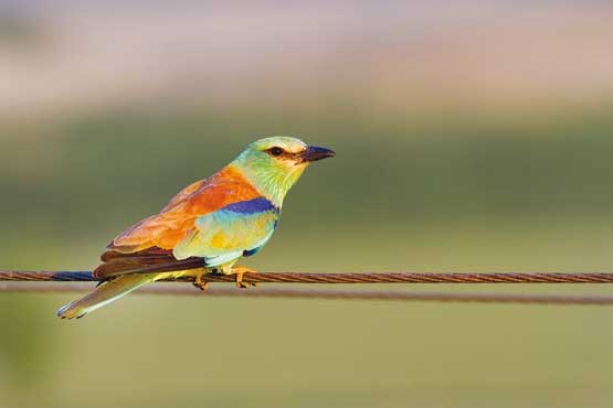سبز قبای سبکبار