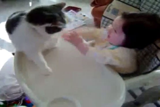 نزاع بین کودک و گربه