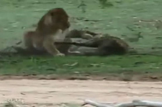 کشته شدن چیتا توسط شیر