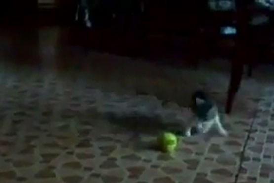 جنگ و گریز بچه گربه و توپ تنیس