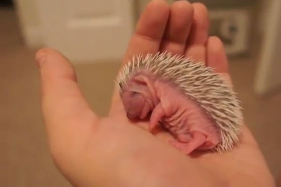 بچه جوجه تیغی تازه متولد شده