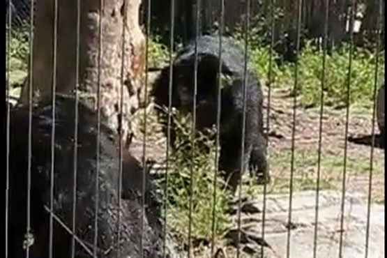 نبرد خرس‌های آسیایی در باغ وحش