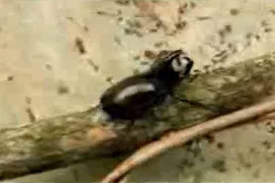 حمله سوسک شاخدار به مورچه‌ها و تقابل با آنها