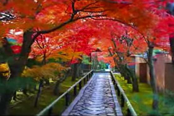 پاییز زیبای کیوتو