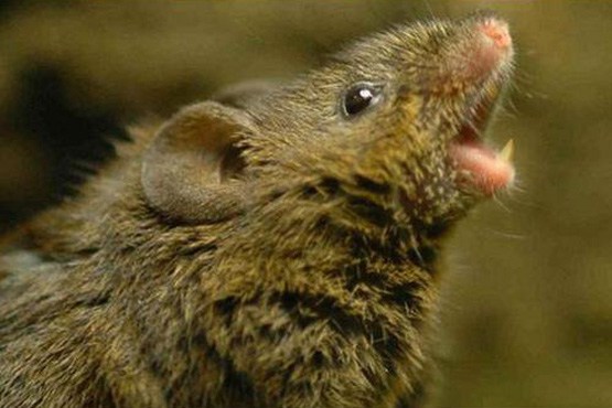 هجوم موش ها به انبار مواد غذایی