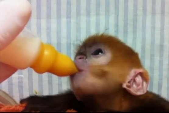 شیرخوردن بچه میمون