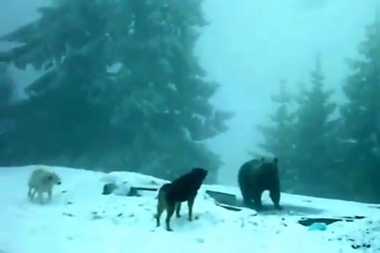 نبرد خرس قهو‌ایی با سگ‌های شکاری
