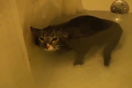 آشتی گربه با آب