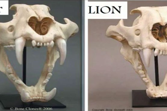 مقایسه تصویری آناتومی ببر با شیر