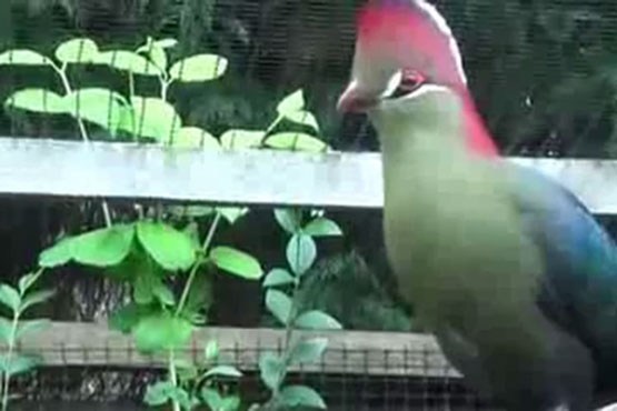 پرنده بهشتی توراکو