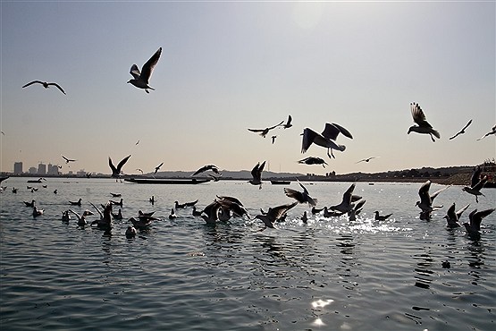 مهاجرت مرغان دریایی به دریاچه چیتگر