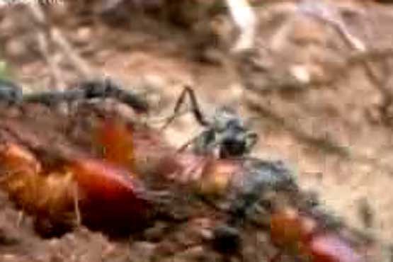 مورچه های قاتل و کشتار موریانه ها