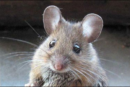 150میلیون تومان اعتبار برای نابودی موش‌های نجف‌آباد